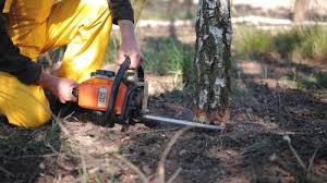 Best Tree Disease Treatment  in Wildomar, CA